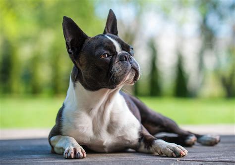 Frenchton Pups specializes in outstanding healthy Frenchton puppies for sale. . Puppies for sale boston